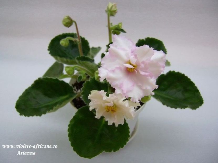 EK-Rozdenije Liubvi - VIOLETE AFRICANE