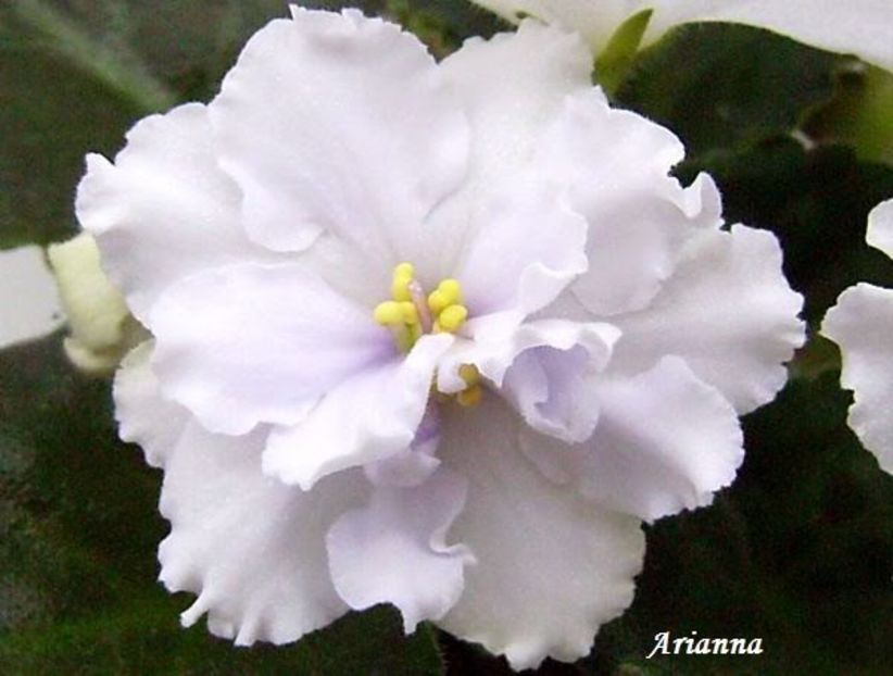 EK-Snegopad - VIOLETE AFRICANE