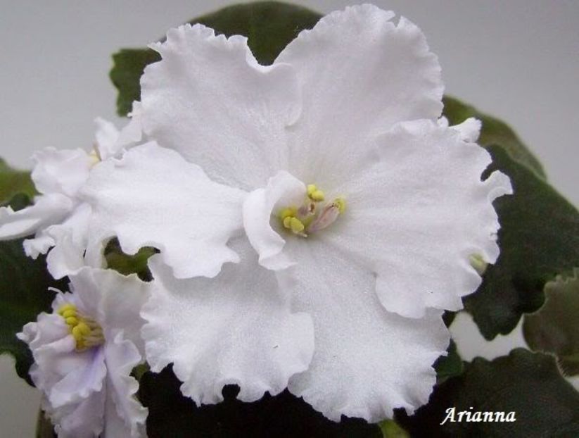 EK-Snegopad - VIOLETE AFRICANE