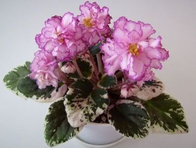 Elizabeth - VIOLETE AFRICANE