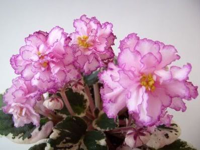 Elizabeth - VIOLETE AFRICANE