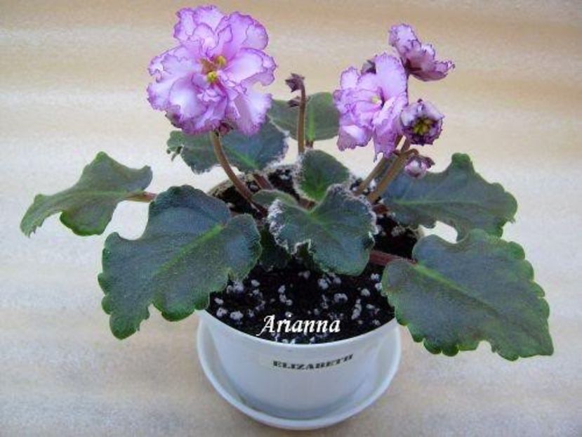 Elizabeth - VIOLETE AFRICANE