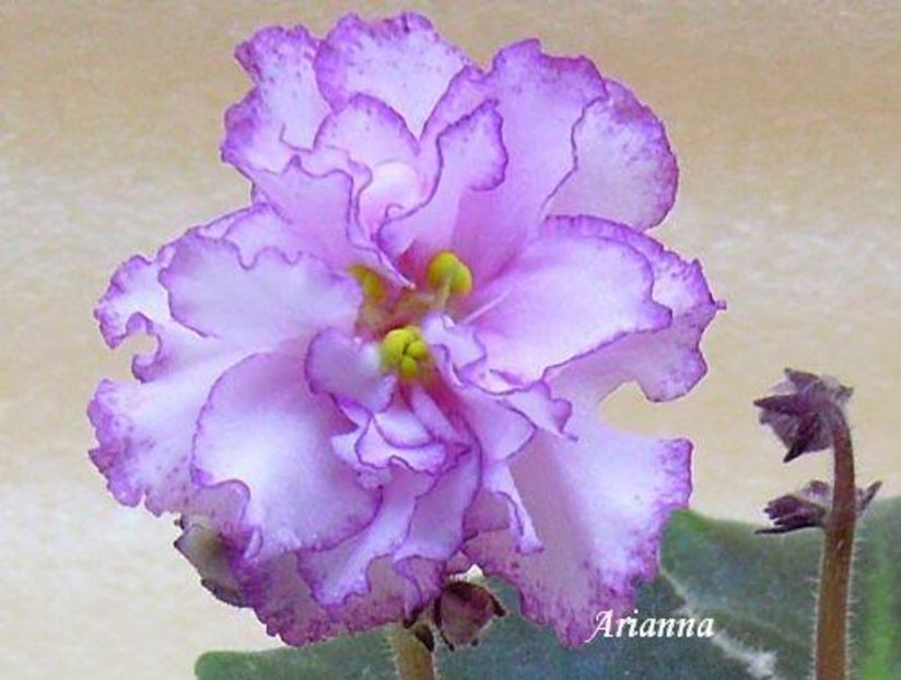 Elizabeth - VIOLETE AFRICANE