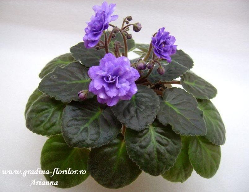 Eskimo Kisses - VIOLETE AFRICANE