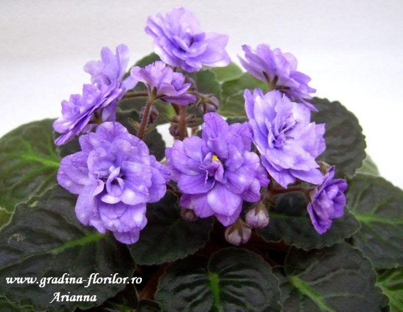 Eskimo Kisses - VIOLETE AFRICANE