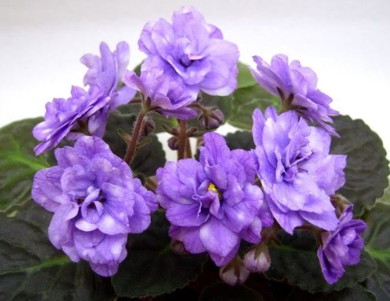 Eskimo Kisses - VIOLETE AFRICANE