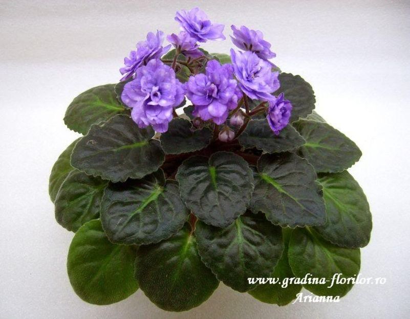 Eskimo Kisses - VIOLETE AFRICANE