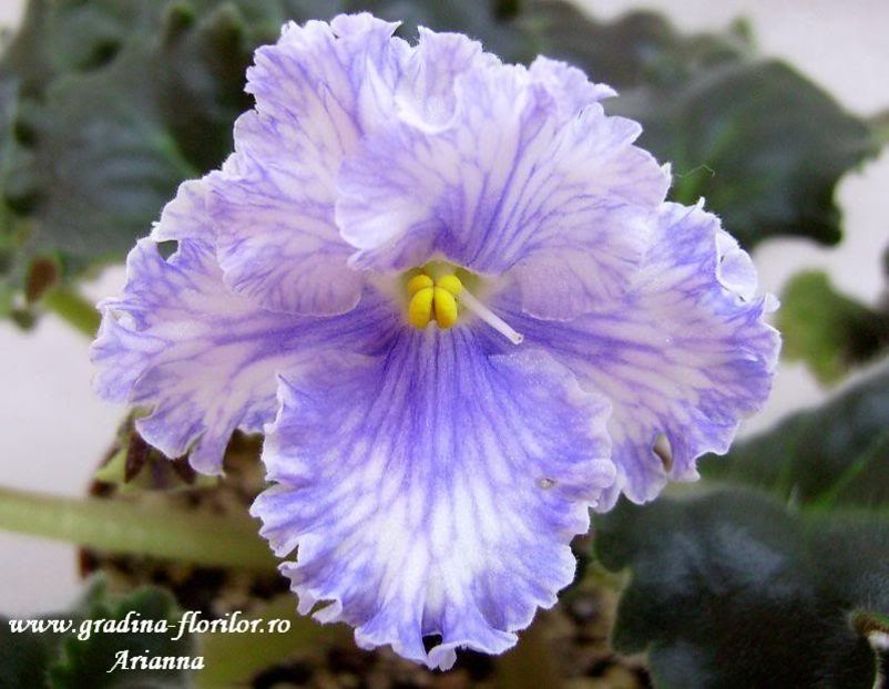 Feather - VIOLETE AFRICANE