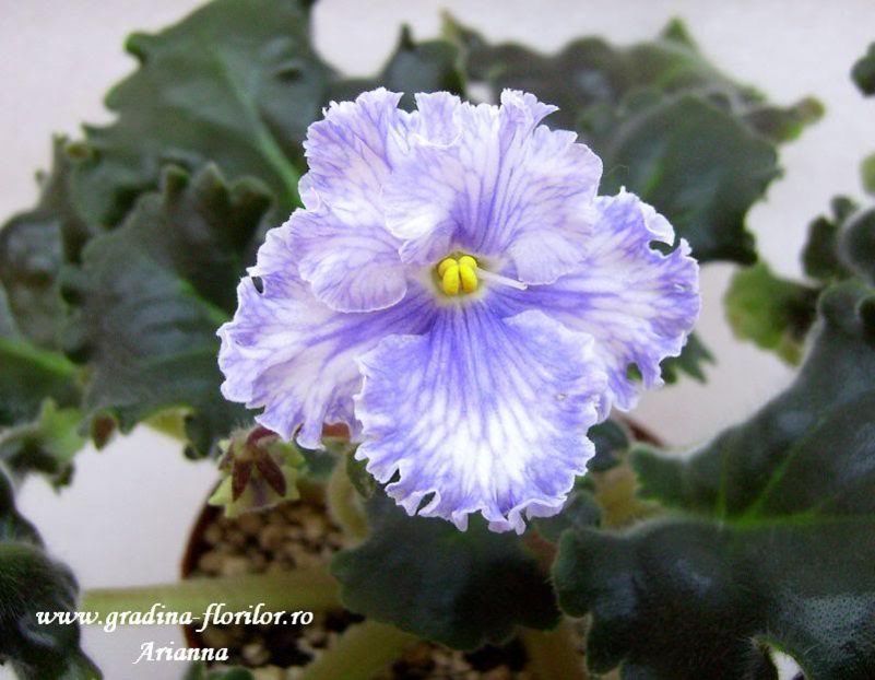 Feather - VIOLETE AFRICANE