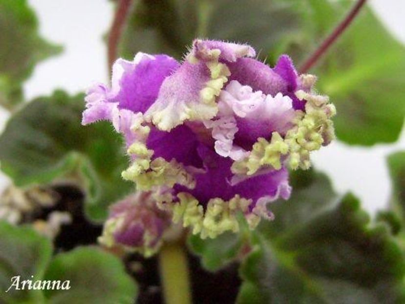 Fronsed Flames - VIOLETE AFRICANE