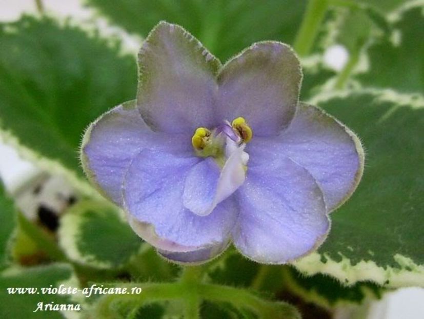 Frosty Frolic - VIOLETE AFRICANE