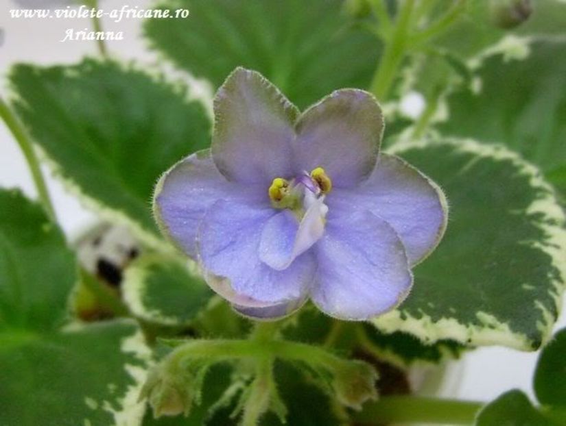 Frosty Frolic - VIOLETE AFRICANE