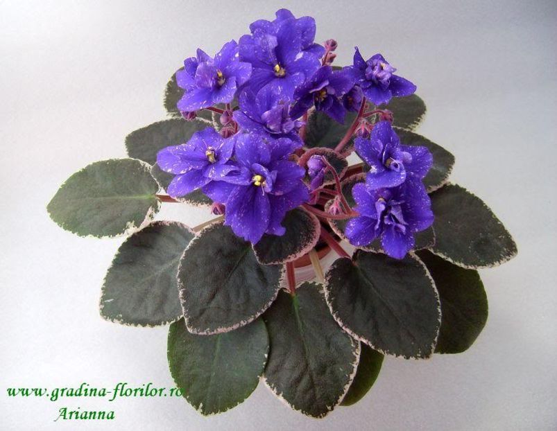 Funambule - VIOLETE AFRICANE