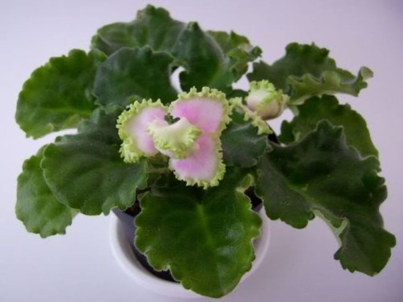 Georgia Melon - VIOLETE AFRICANE