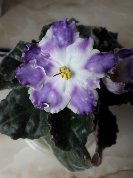 RS-Palmira(5-05-2019) - Violete 2019