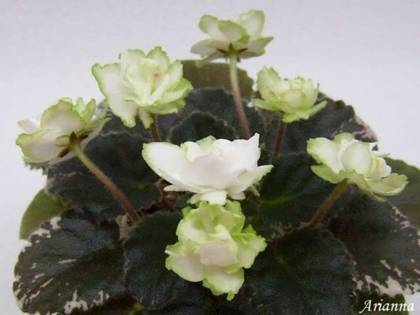 Green Dragon - VIOLETE AFRICANE