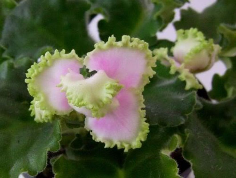 Georgia Melon - VIOLETE AFRICANE