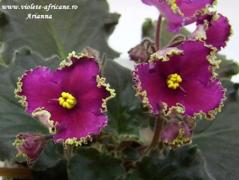 Golden Rubbies - VIOLETE AFRICANE