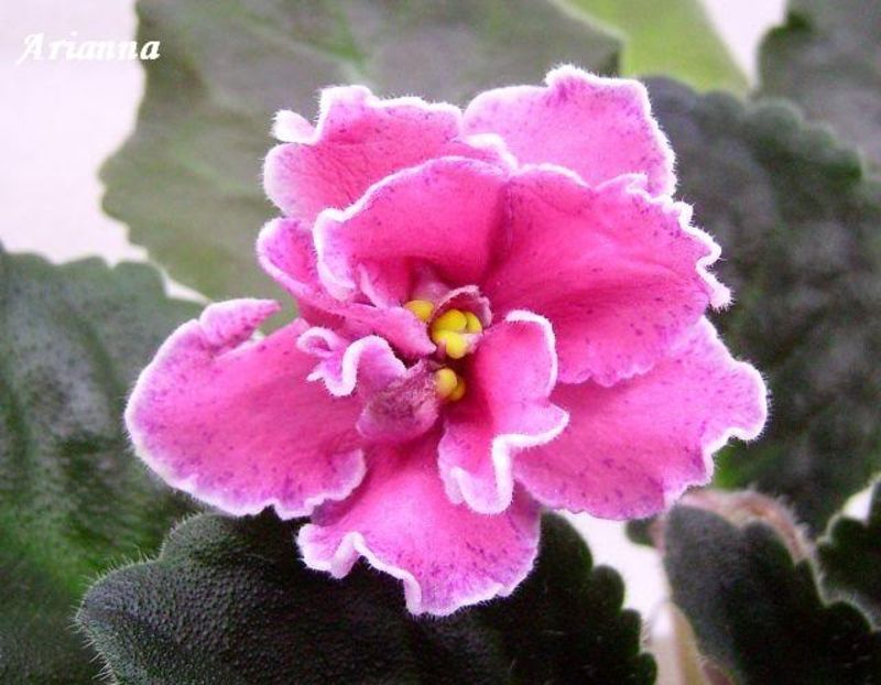 Gossip - VIOLETE AFRICANE