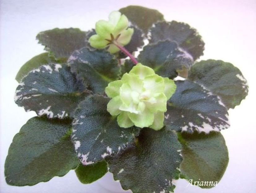 Green Dragon - VIOLETE AFRICANE