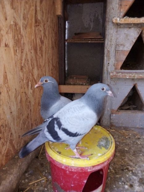  - Pui de porumbei voiajori 2019