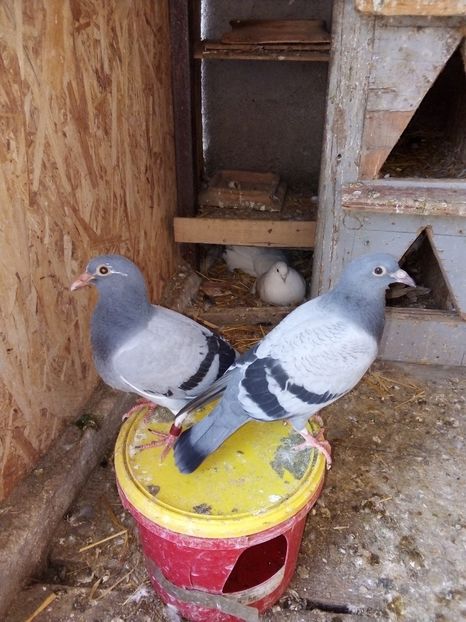  - Pui de porumbei voiajori 2019