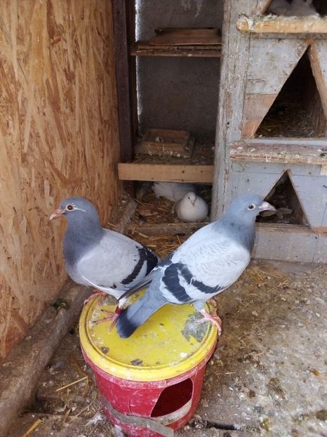  - Pui de porumbei voiajori 2019