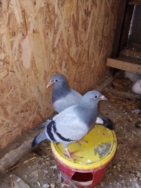  - Pui de porumbei voiajori 2019