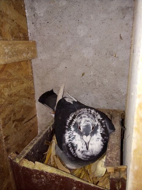  - Pui de porumbei voiajori 2019