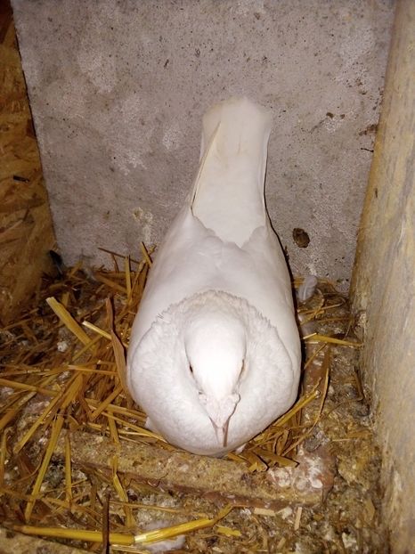 A doua serie de ouă - Pui de porumbei voiajori 2019