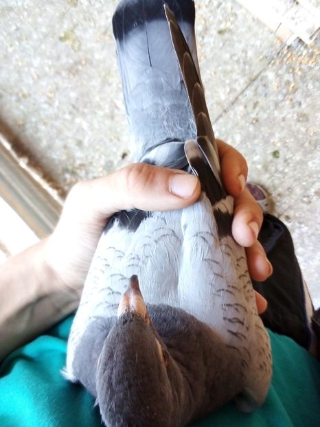  - Pui de porumbei voiajori 2019