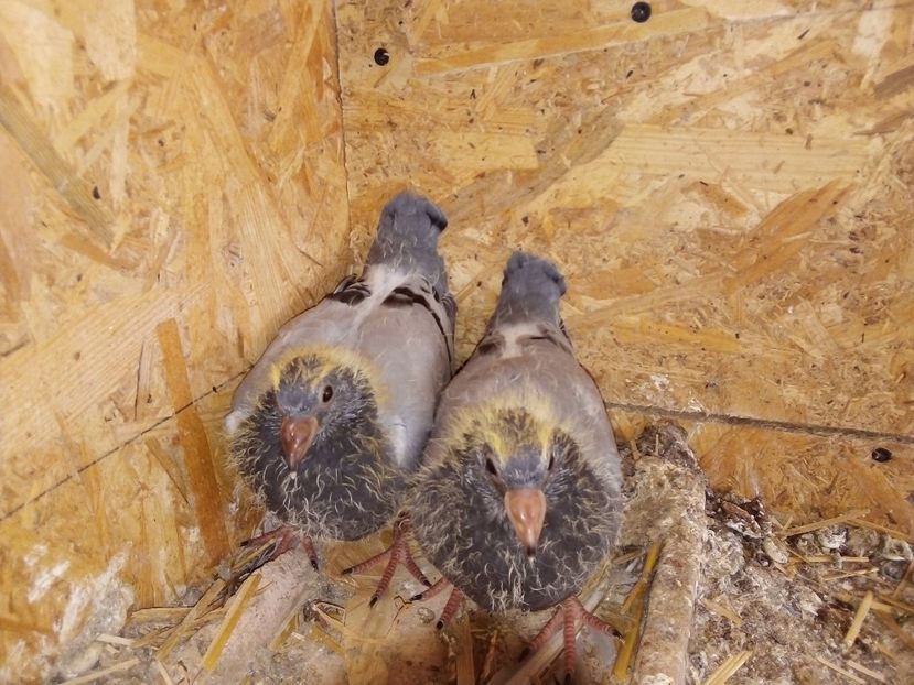  - Pui de porumbei voiajori 2019