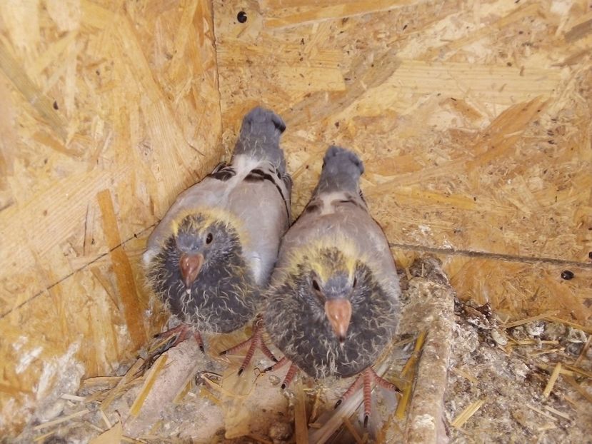  - Pui de porumbei voiajori 2019