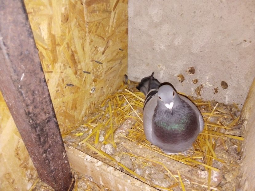  - Pui de porumbei voiajori 2019