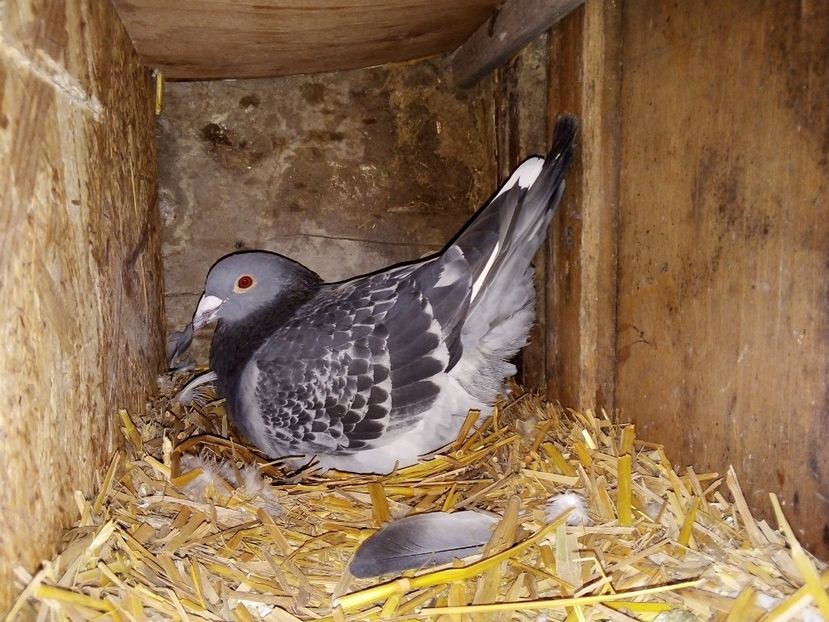  - Pui de porumbei voiajori 2019