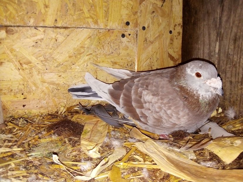  - Pui de porumbei voiajori 2019