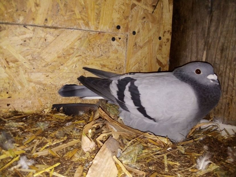  - Pui de porumbei voiajori 2019