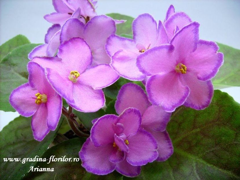 Halos Aglitter - VIOLETE AFRICANE