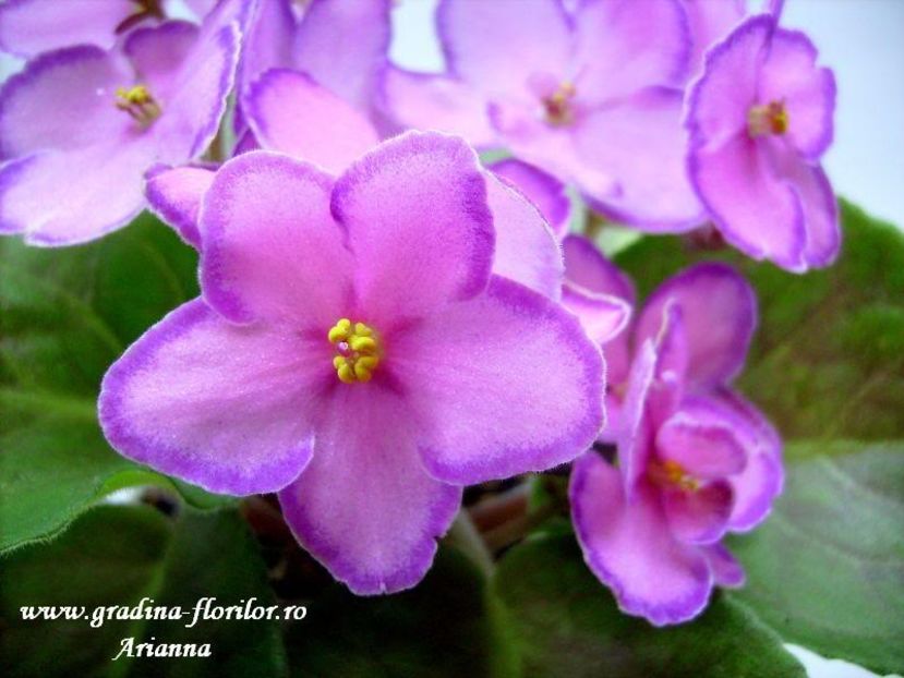 Halos Aglitter - VIOLETE AFRICANE