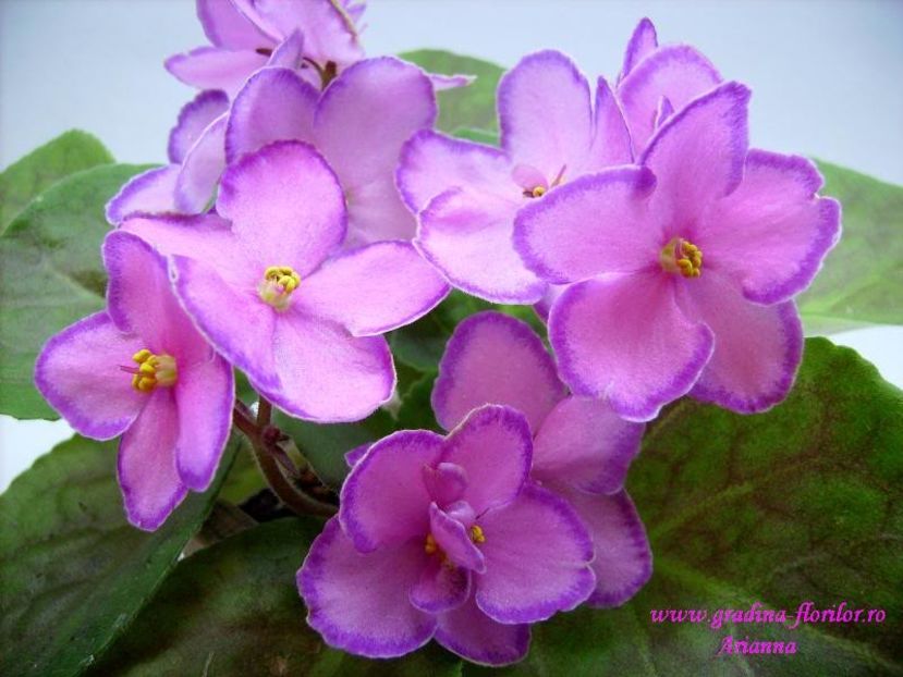 Halos Aglitter - VIOLETE AFRICANE
