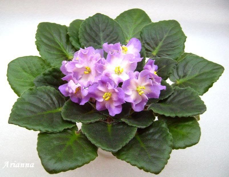 Hawaiian Pearl - VIOLETE AFRICANE