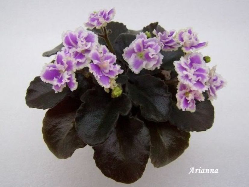 Heritage Frolic - VIOLETE AFRICANE