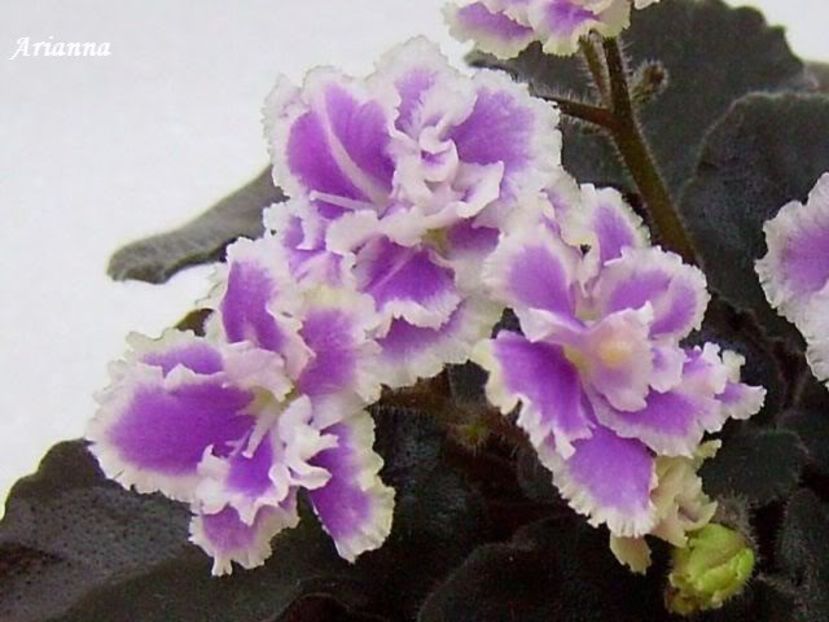 Heritage Frolic - VIOLETE AFRICANE