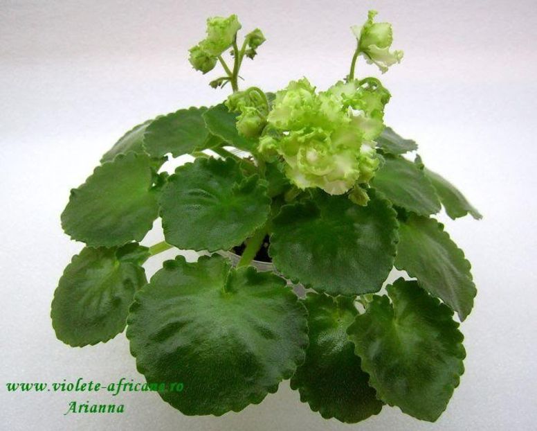 Irish Flirt - VIOLETE AFRICANE