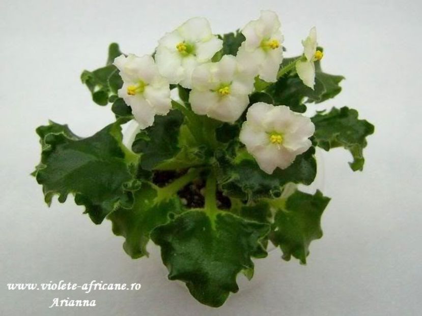 Irish Imp - VIOLETE AFRICANE