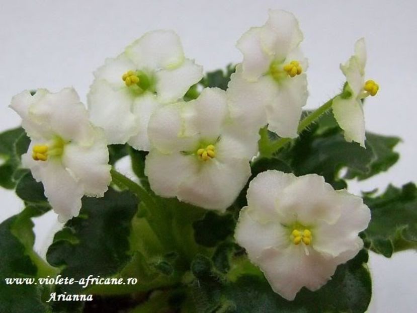 Irish Imp - VIOLETE AFRICANE