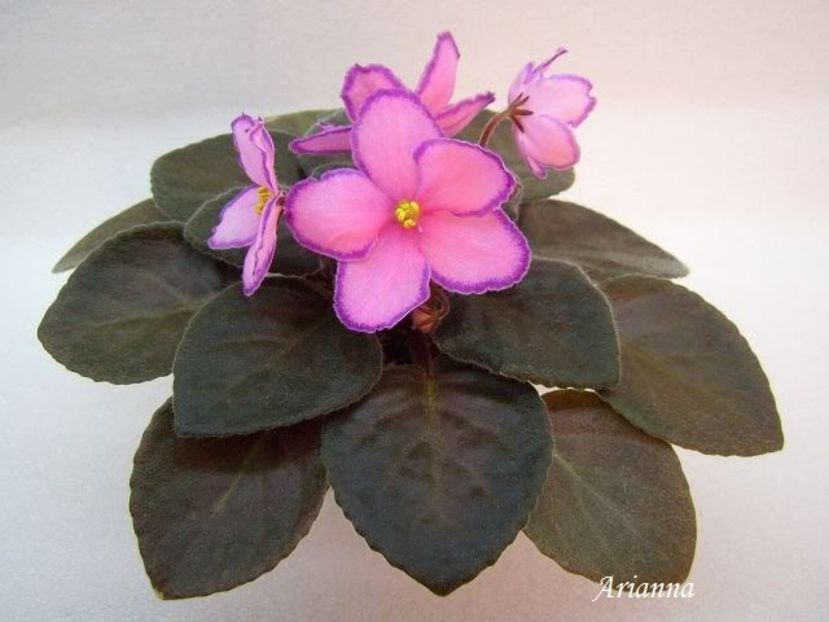 Kevs Heavenly Star - VIOLETE AFRICANE