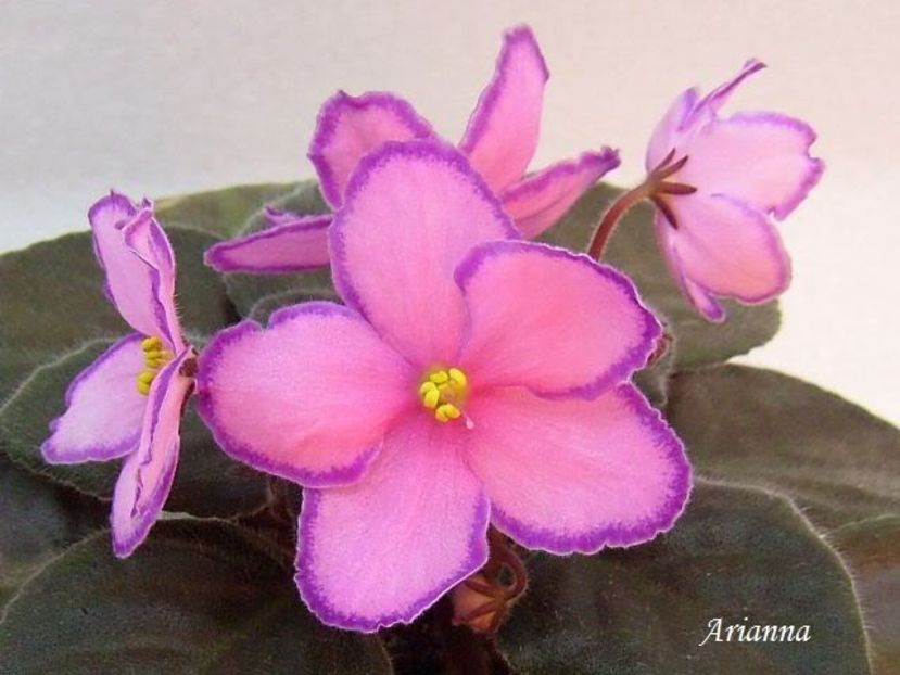 Kevs Heavenly Star - VIOLETE AFRICANE