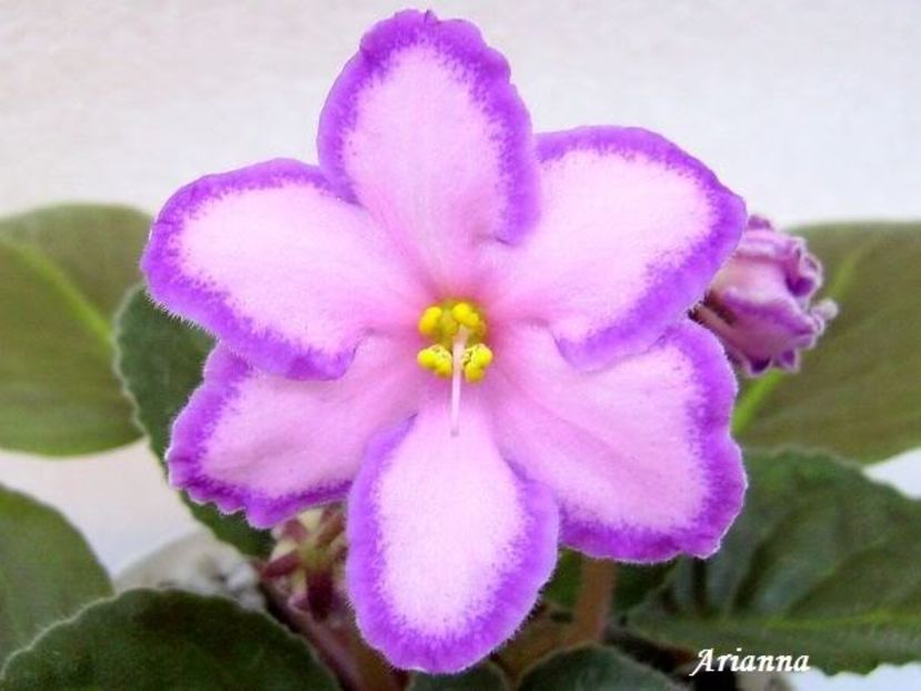 Kevs Heavenly Star - VIOLETE AFRICANE