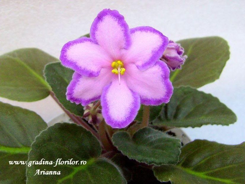 Kevs Heavenly Star - VIOLETE AFRICANE